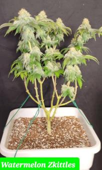 Watermelon Zkittlez - картинка 3