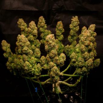 Cali Crasher - картинка 3