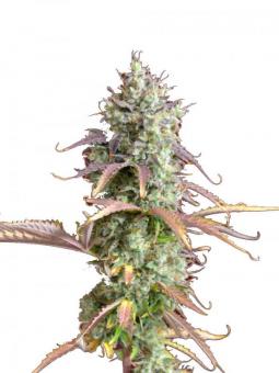 Melonade Runtz - картинка 6