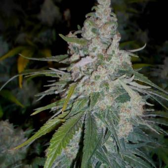 Critical Plus Fast - картинка 5