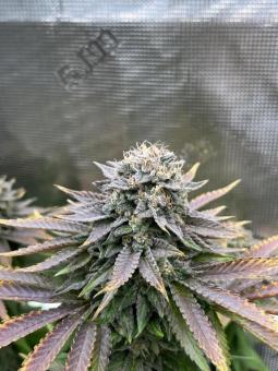 Eleven Roses Early Version - картинка 3