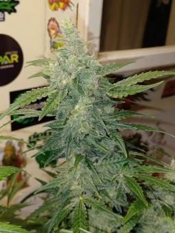 Sweet Bourbon Auto Kush - картинка 5