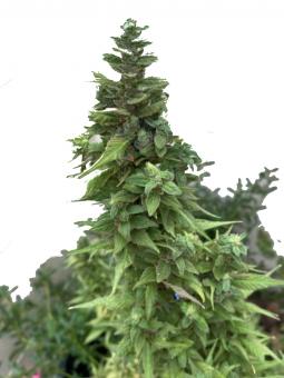 Golosa Early Version - картинка 1