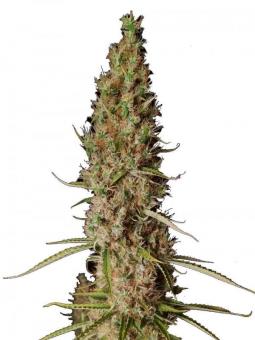 Wedding Glue Auto - картинка 13