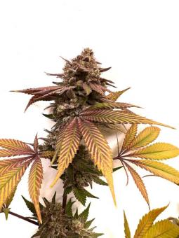 Persian Pie  - картинка 2