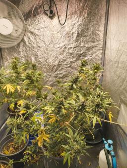 Auto Strawberry Banana genetics - картинка 1