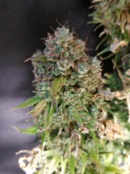 Royal Dwarf Auto - картинка 14