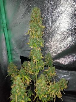 Critical Jack Herer Auto - картинка 5