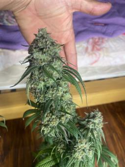 Holy Snow - картинка 2