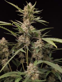 American Cookies - картинка 2