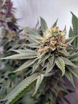 Serious 6 reg - картинка 6