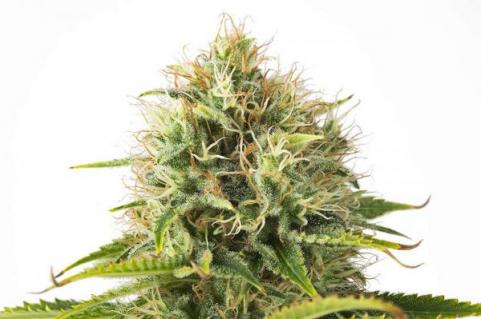 Cookies Fast - картинка 5