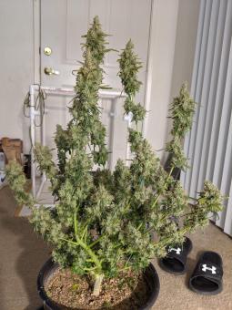 Black Jack Auto - картинка 6