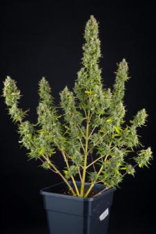 Gelato 41 - картинка 5