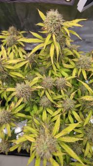 Orange President Auto - картинка 3