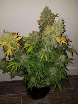 Dutch Dragon - картинка 6