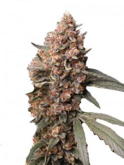 Buddha Red Dwarf Auto - картинка 7