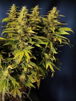 Sherbet Queen Auto - картинка 1