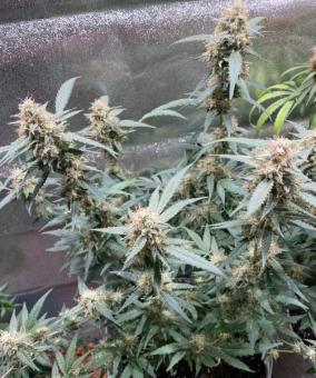 Shark - картинка 3