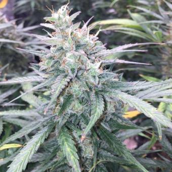 Buddha Red Dwarf Auto - картинка 2