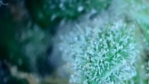 Sour Diesel - картинка 7