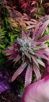 Passion Fruit - картинка 4