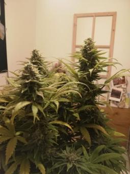 Frosty Friday - картинка 3