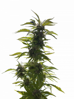 Bubble Kush - картинка 1