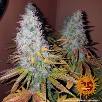 Cookies Kush - картинка 13