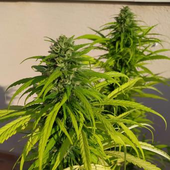 Kryptonite - картинка 4