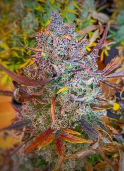 Auto Ultimate - картинка 4