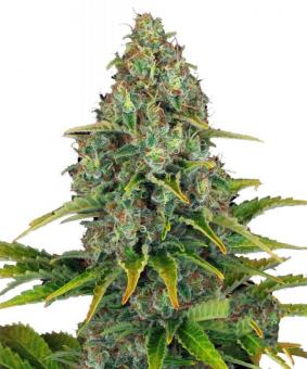 Blueberry Cheese Auto - картинка 3