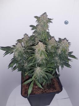 Sweet Mango Auto - картинка 3