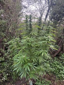 Passion #1 - картинка 2