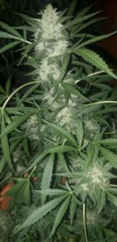 Stromboli Auto - картинка 4