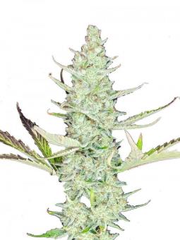 Auto Diesel genetics - картинка 7