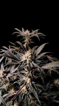 Chocolate Wafflez - картинка 5