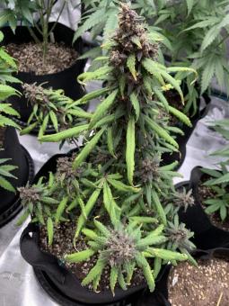 LSD-25 Auto - картинка 3