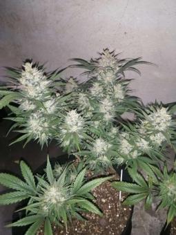 CBD Charlotte's Angel - картинка 5