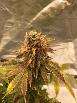 Super Bud Auto - картинка 1