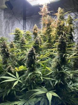 Royal Dwarf Auto - картинка 4