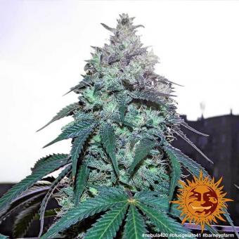 Blue Gelato 41 - картинка 3