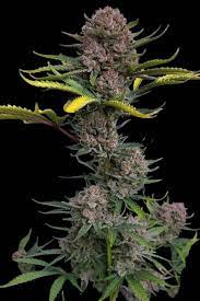 Gorilla Punch Auto - картинка 4