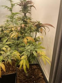 Fruity Chronic Juice - картинка 2