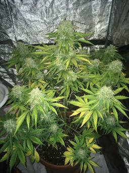 Black AK genetics - картинка 3