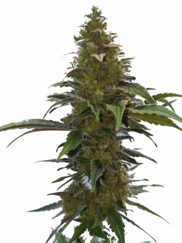 Wedding Crasher - картинка 10