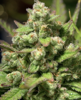 Studio 54 Stardust Auto - картинка 3