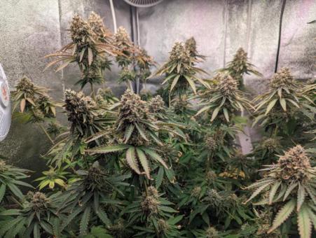 Ztrawberry - картинка 5