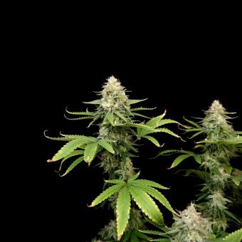 Orange Sherbet FF - картинка 1