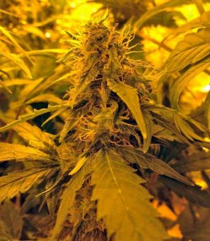 Auto Blue Pyramid - картинка 5